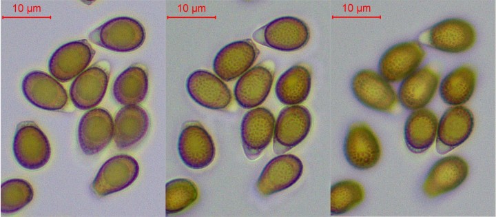 spores.jpg