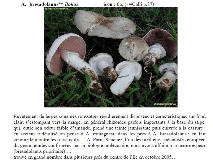 A.-bresadolanus_Mycoleron.jpg