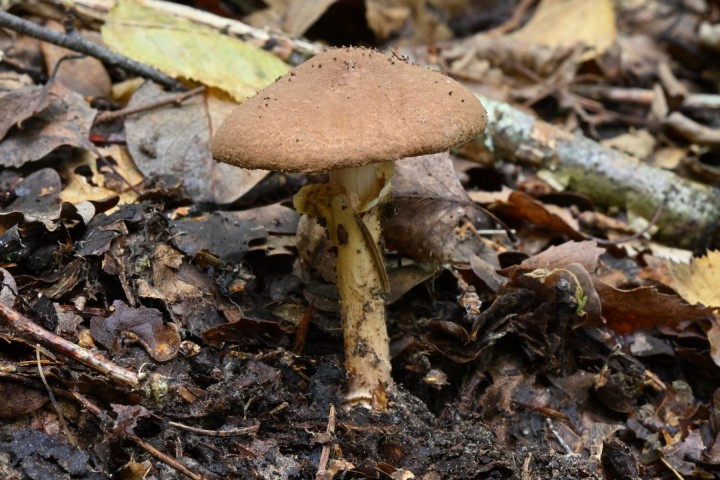 Lepiota sp XX (1).JPG
