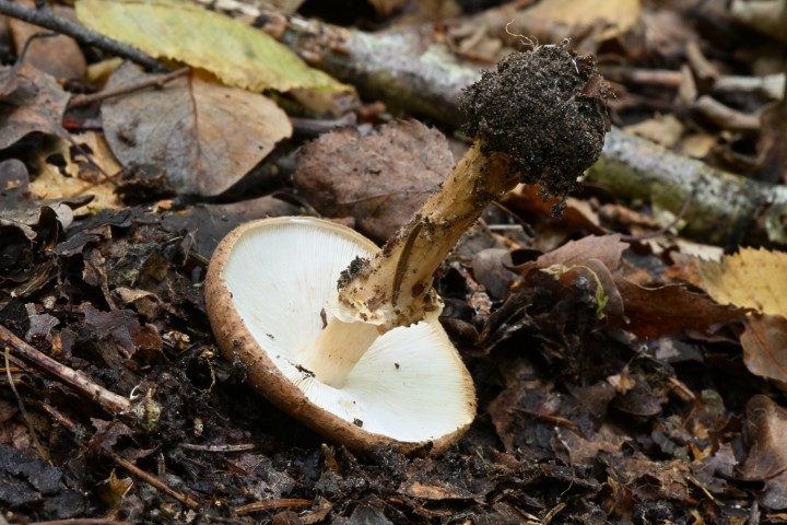 Lepiota sp XX (3).JPG