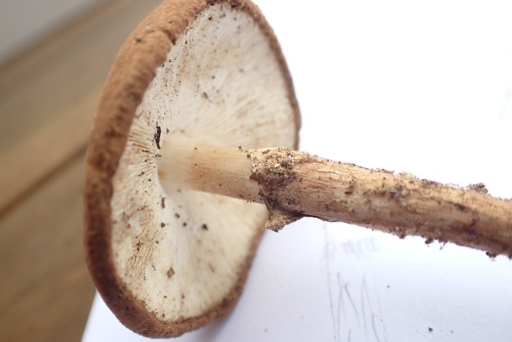 Lepiota sp XX (11).JPG