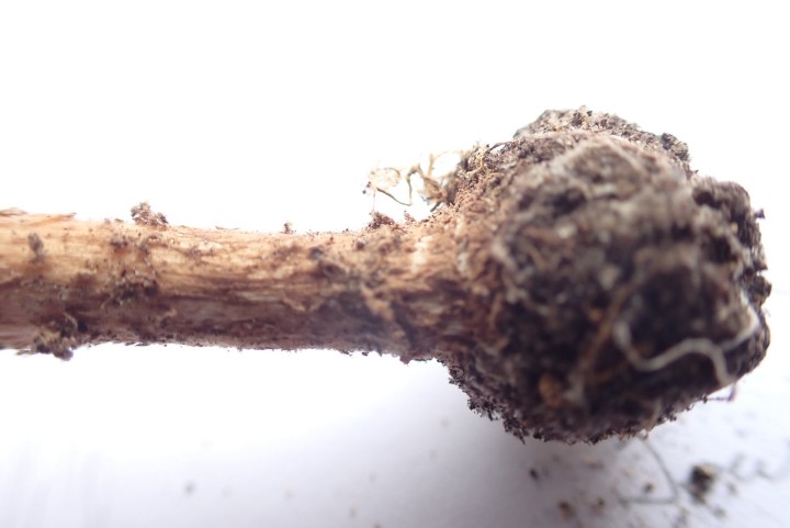 Lepiota sp XX (13).JPG