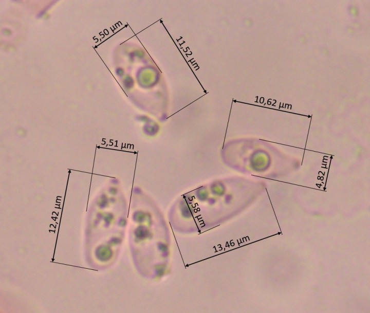 Spores