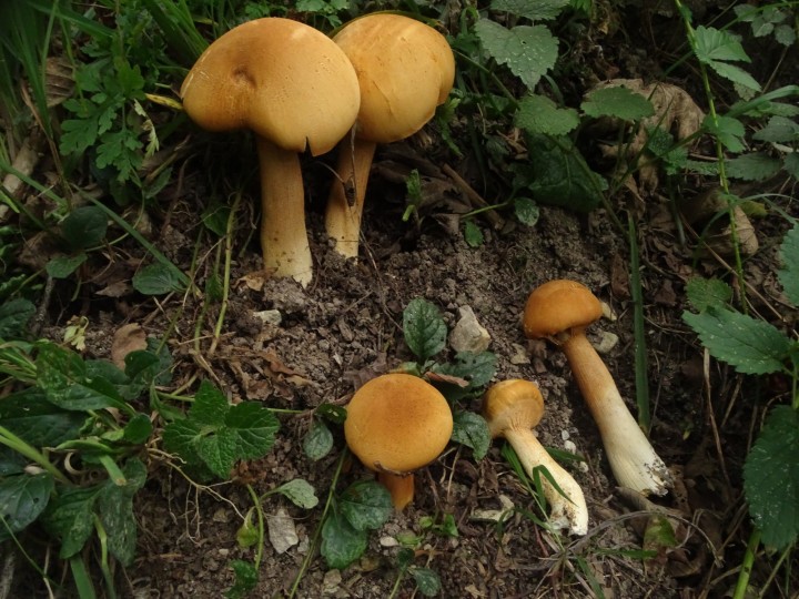 DSC07534.JPG