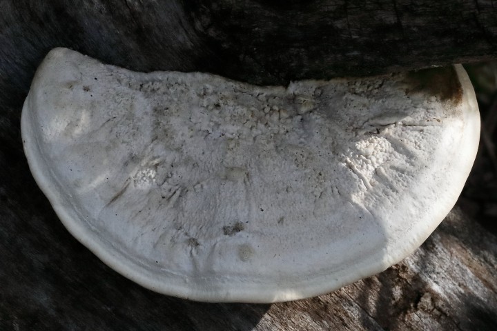 4X6A0081.JPG
