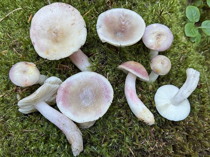 russula.jpg