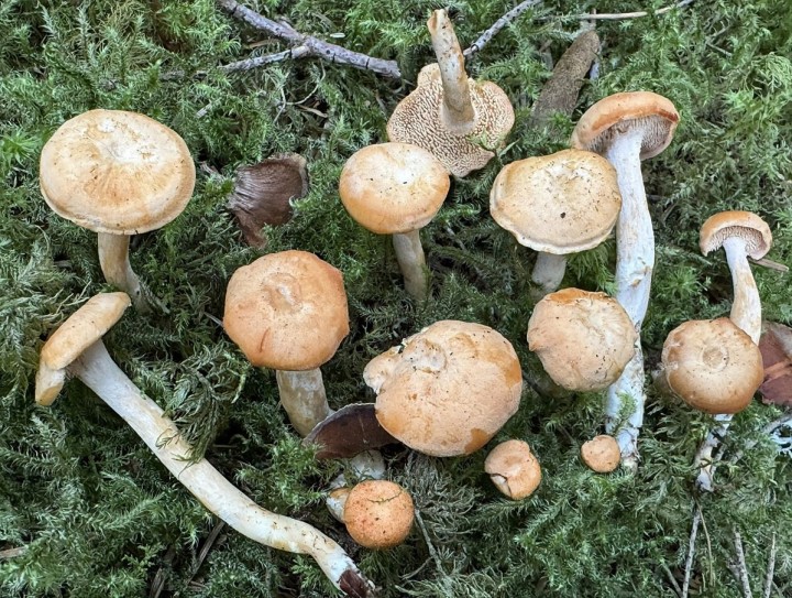 hydnum chaponii.jpg
