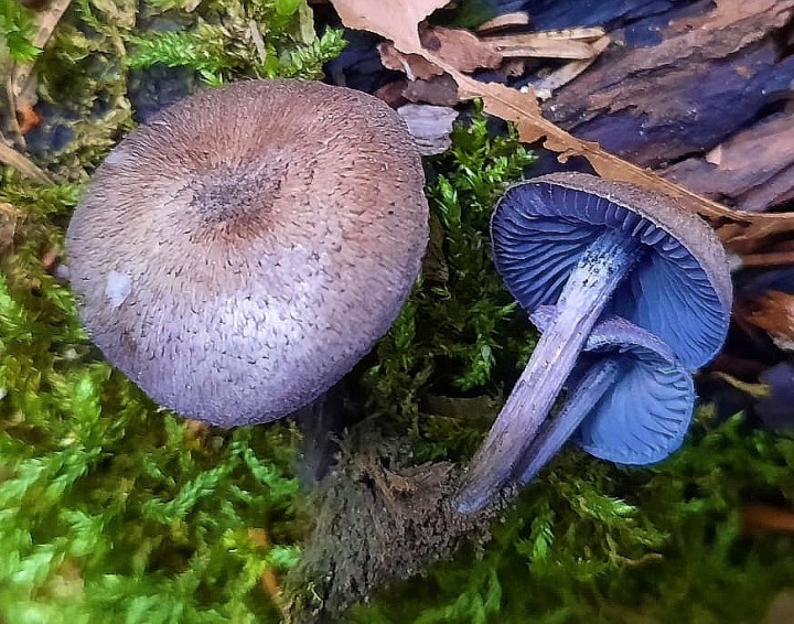 IMG-20260924-WA0013_edit_4012295768760146.jpeg