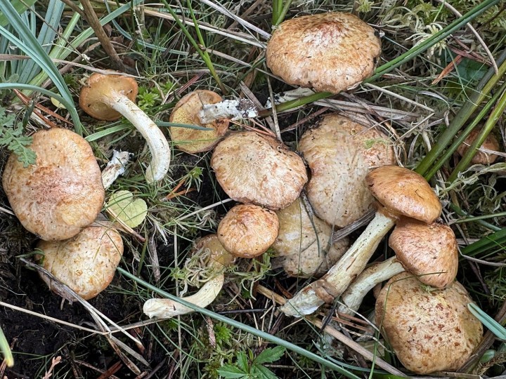 suillus lac de devesset.jpg