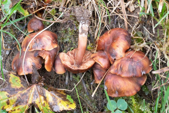 Sporophore sénescents