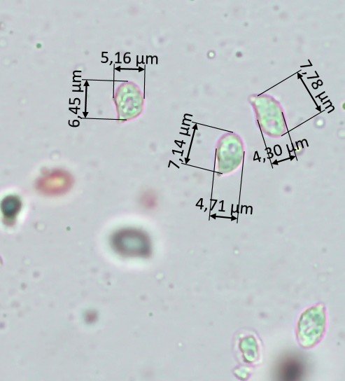 Spores