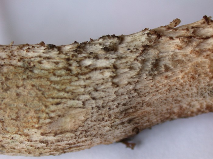 Leccinum  cyaneobasileucum = brunneogriseolum  Ry Jaune 13 09 09 005.jpg