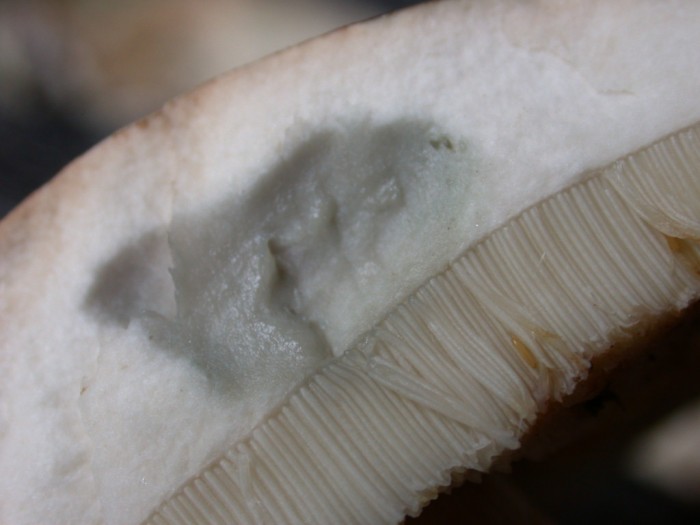 Leccinum  cyaneobasileucum  FESo4   Ry Jaune 13 septembre 2009 153.jpg