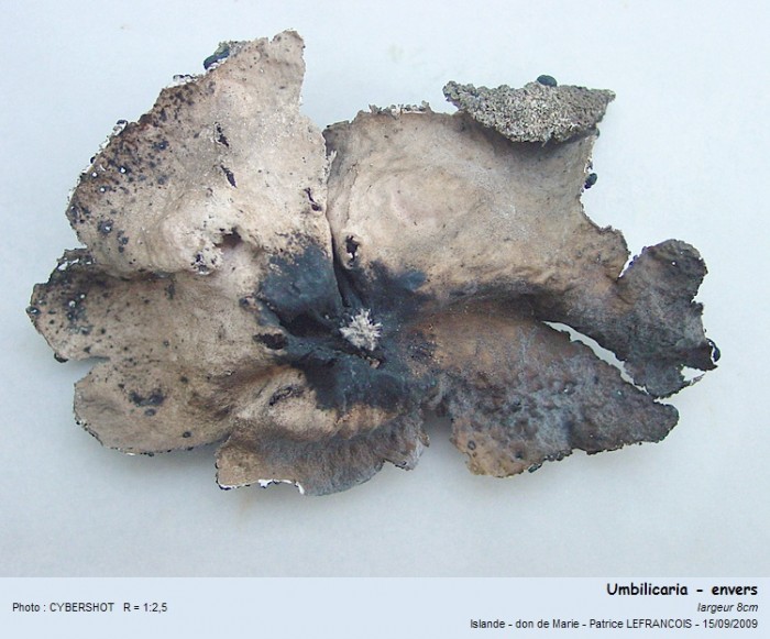 umbilicaria2.jpg