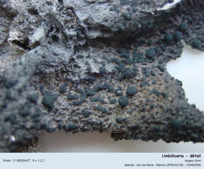 umbilicaria3.jpg