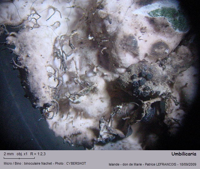 umbilicaria.jpg