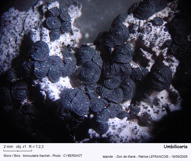 umbilicaria2.jpg