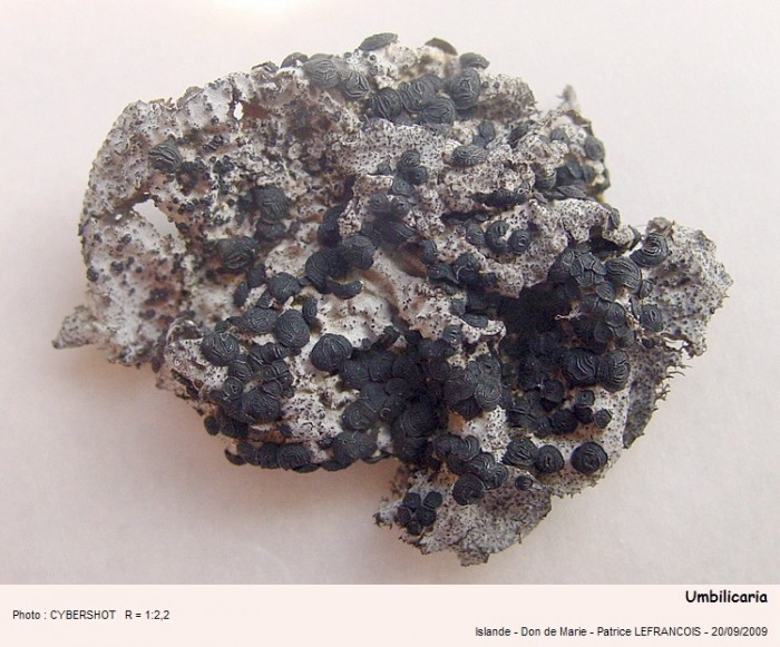 umbilicaria.jpg