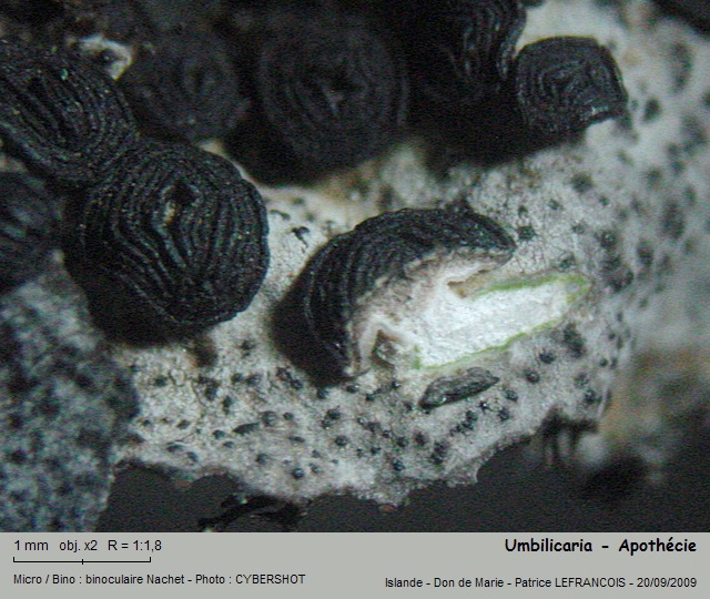 umbilicaria3.jpg