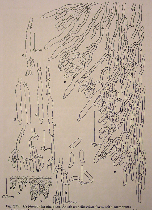 H_alutacea.jpg