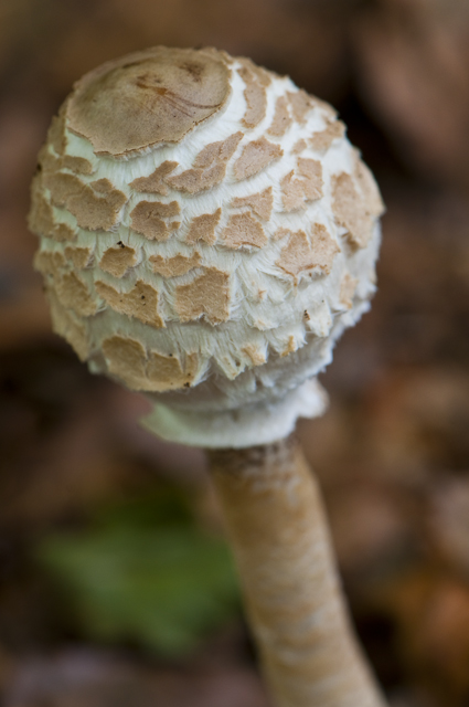 _DSC8115.jpg