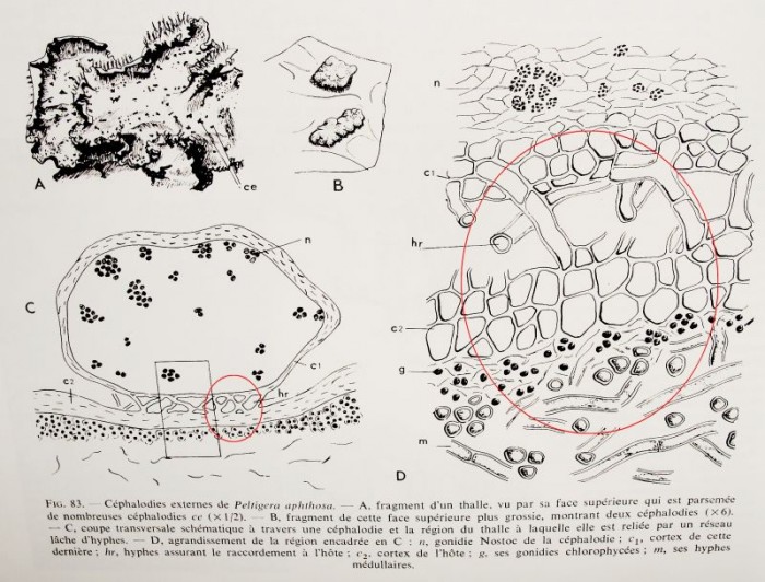 Cephalodies de P. aphtosa.jpg