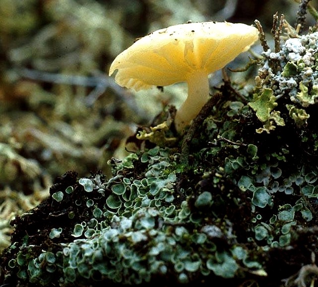 L. hudsoniana.jpg