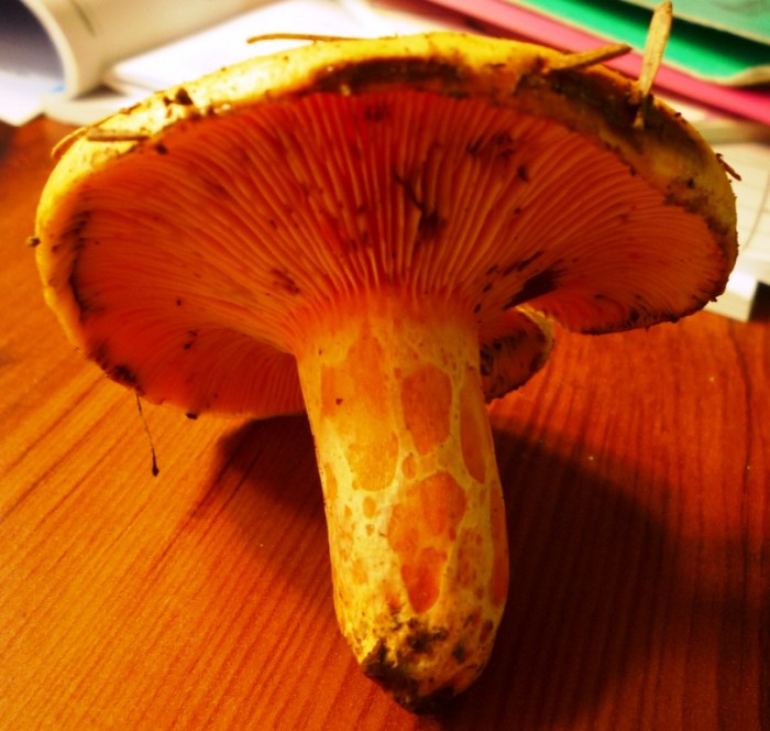 P1010315.JPG