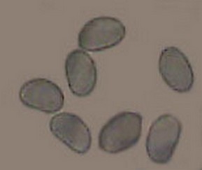 spores91.jpg