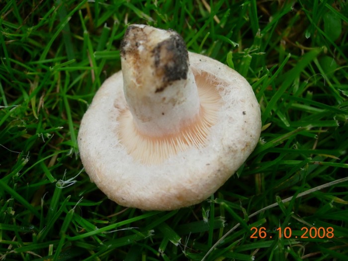 DSCN5137_redimensionner.JPG