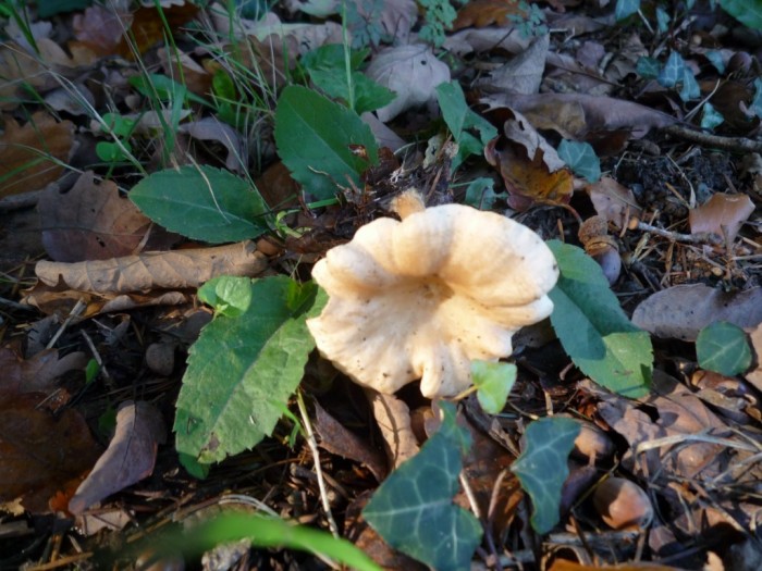champignons 044 [Résolution de l'écran].jpg