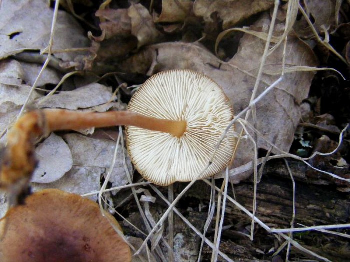 2009_0715essai0025.JPG
