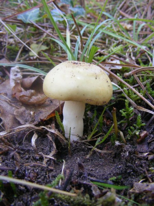 2009_0715essai0002.JPG