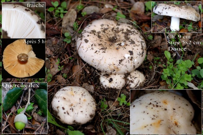Russula.jpg