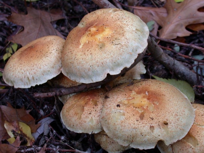 Pholiota xxx  VIESVILLE 11 Oct 2009 048.jpg