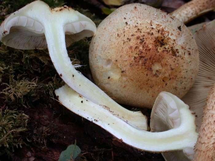Pholiota xxx VIESVILLE 11 Oct 2009 056.jpg