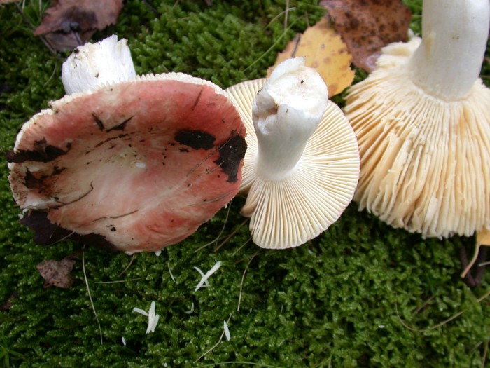 Russula xxx  VIESVILLE 10 Oct 2009 027.jpg