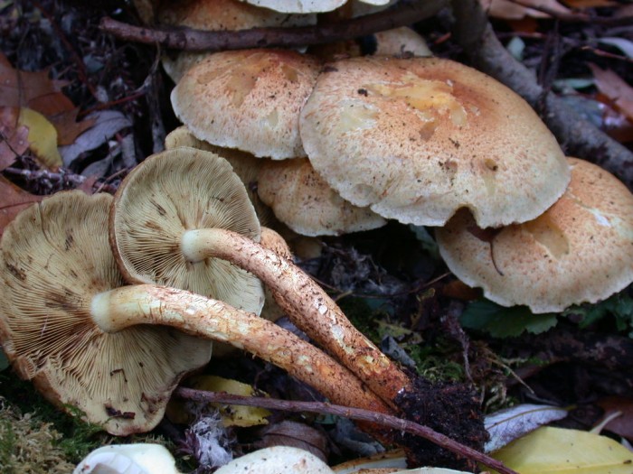 Pholiota xxx VIESVILLE 11Oct 2009 057.jpg