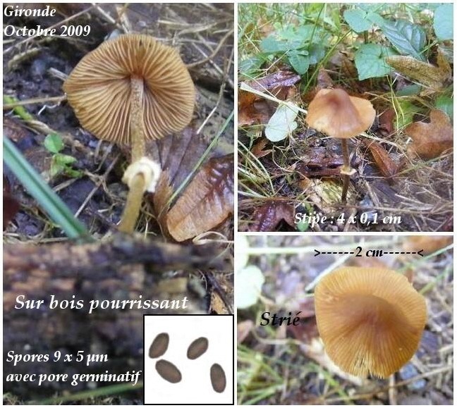 Pholiotina gironde.JPG