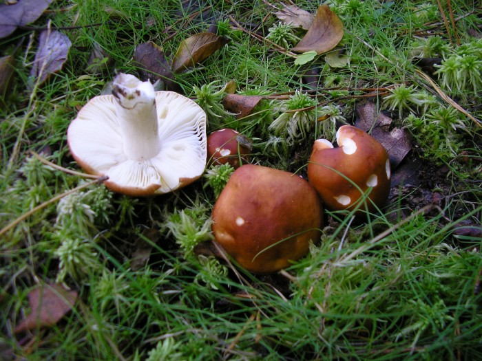 PA180010.JPG