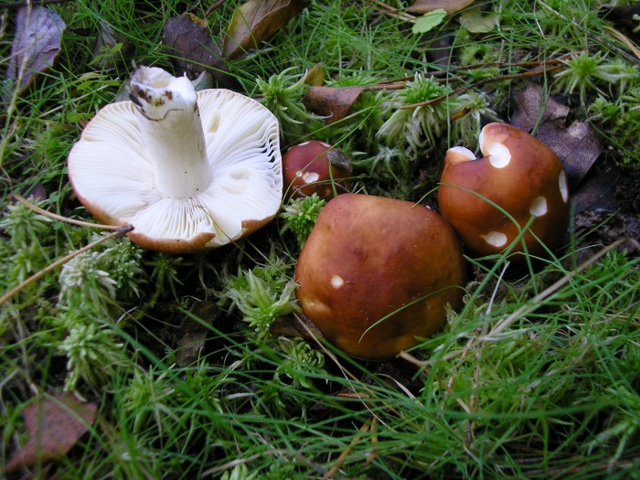 PA180011.JPG
