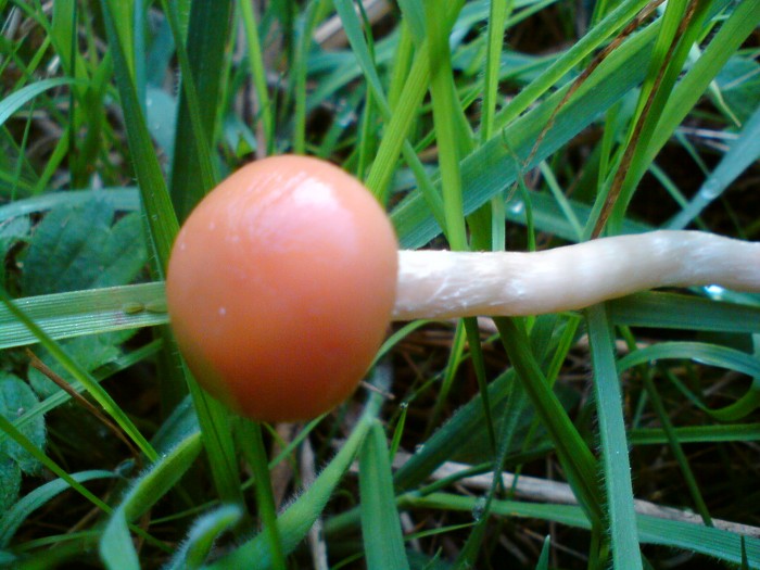 Marasmius Oreades 131009 Theville.JPG
