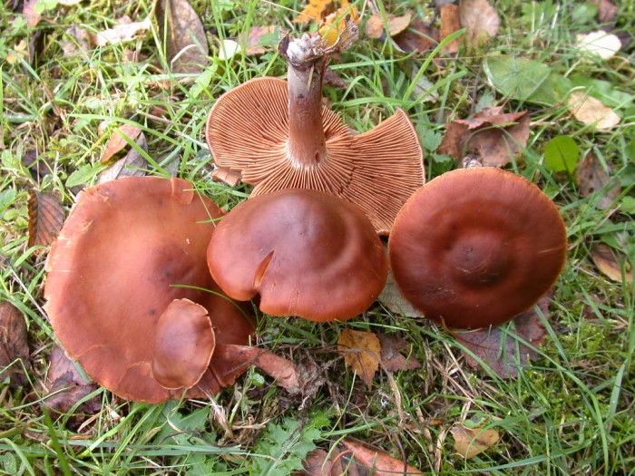 Cortinarius xxx    RY JAUNE 17  Oct 2009 049.jpg