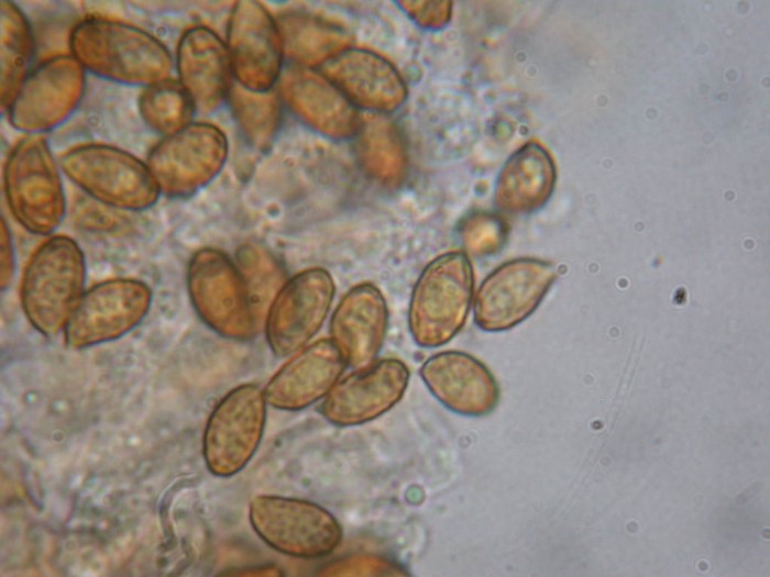 Cortinarius xxx  RY ROME 18  Oct 2009 063.jpg