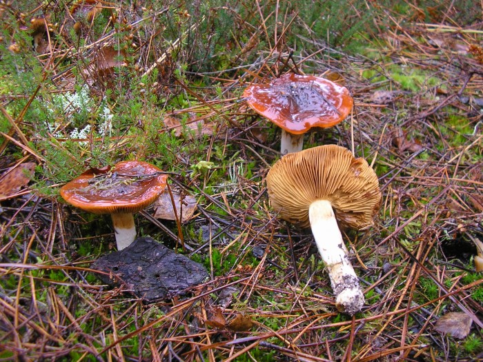 Cortinarius mucosus 3.JPG