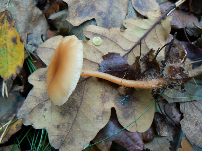 P1050755_redimensionner.JPG