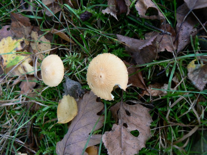 P1050796_redimensionner.JPG