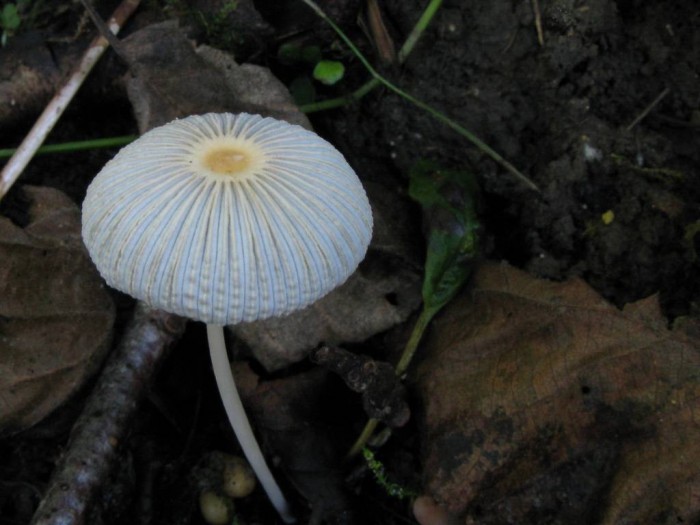Coprinus plicatilis IMG_1470-redim1024.jpg