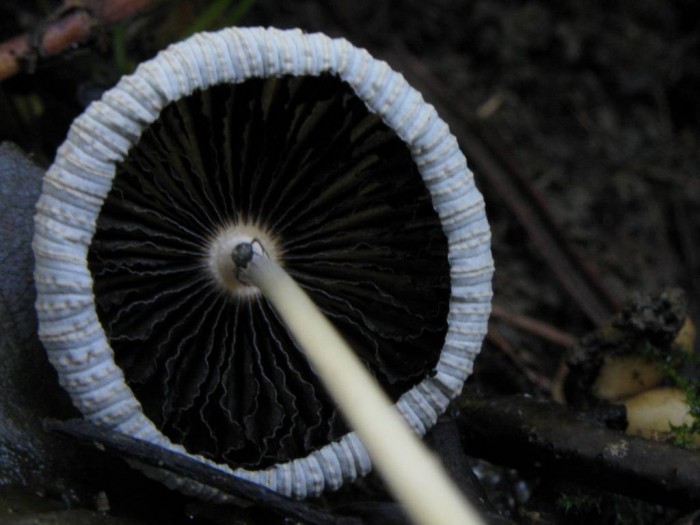 Coprinus plicatilis IMG_1475-redim1024.jpg