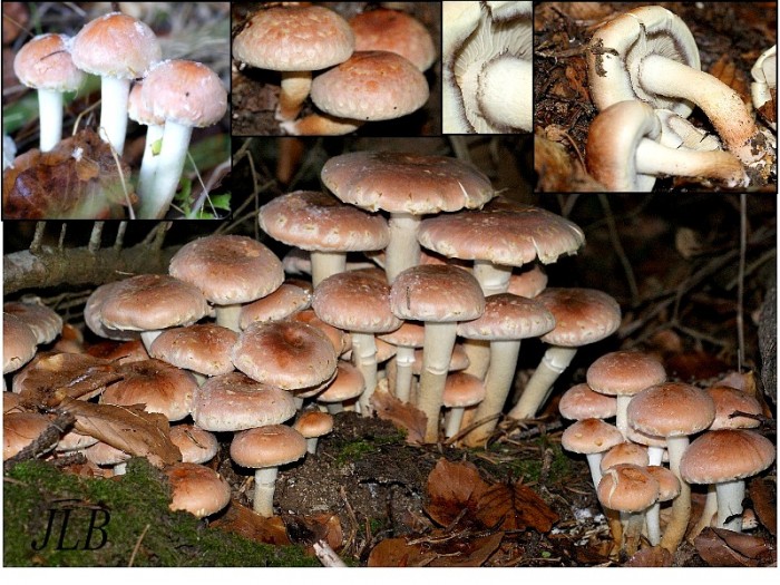 Hypholoma sublateritium.jpg